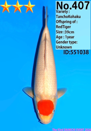 Dainichi 407_39cm_Red tiger