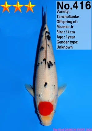 Dainichi jumbo tosai 416 tancho sanke