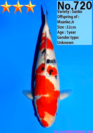 Dainichi 720_32cm_Msanke.Jr