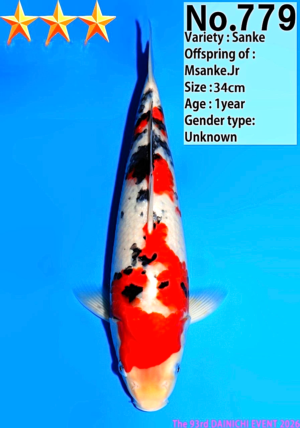 Dainichi 779_34cm_Msanke.Jr_