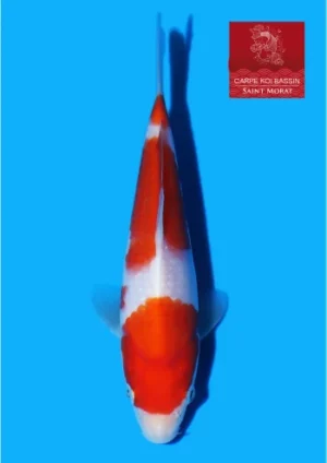 Matsue kohaku tosai 32