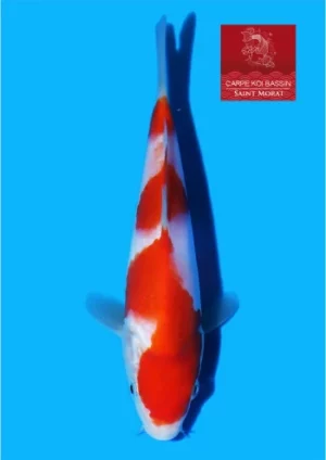 Matsue tosai kohaku 39