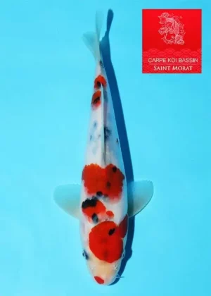 Kibi Nishikigoi sanke tosai 97