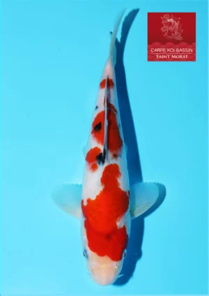 Kibi nishikigoi tosai sanke 90