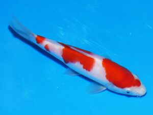 Matsue tosai kohaku 45