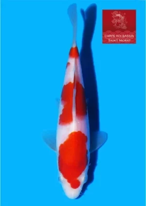 Matsue tosai kohaku 45