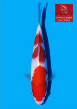 Matsue tosai kohaku 46 (2)