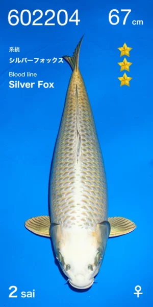 Mukashi ogon Silver fox femelle nisai