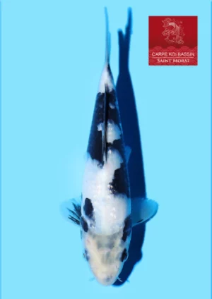 Omosako 28 shiro tosai 18 cm