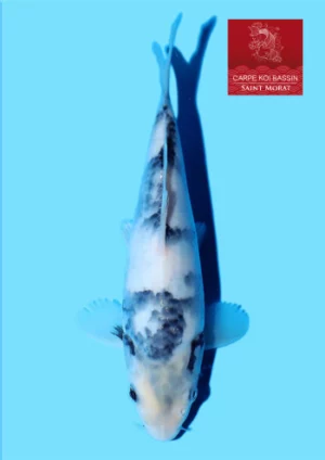 Omosako 29 shiro tosai 19 cm