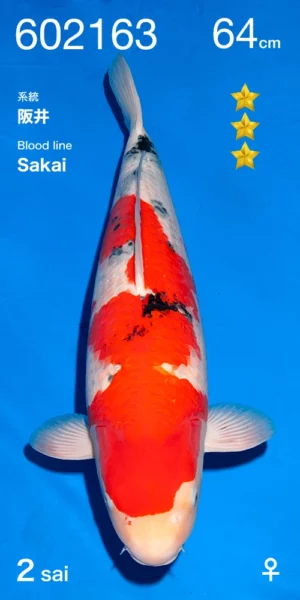 Sakai par Ogata sanke nisai