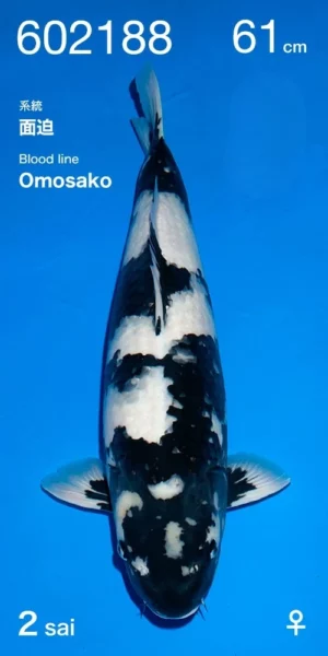 Shiro utsuri nisai femelle Omosako par Ogata