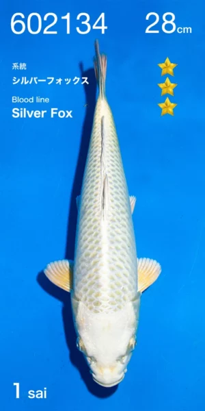 Silver Fox tosai 28 cm