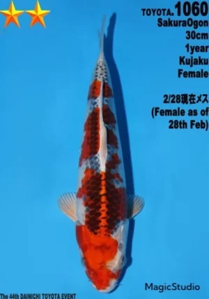 Dainichi kujaku jumbo tosai 1