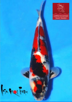 Isa jumbo tosai showa 3