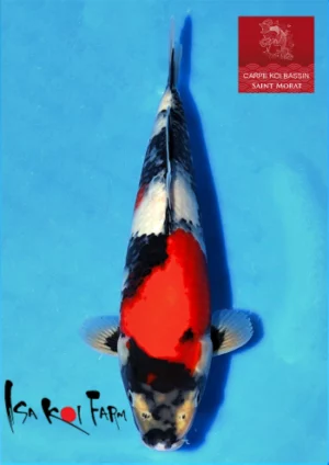 Isa jumbo tosai showa 4