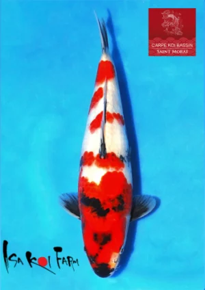 Isa jumbo tosai showa 5