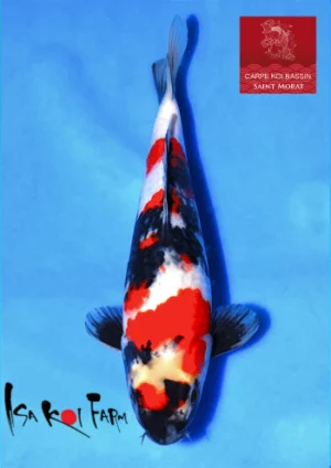 Isa jumbo tosai showa 6