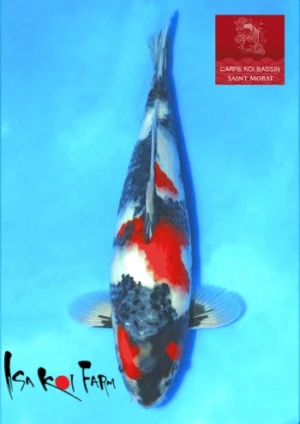 Isa jumbo tosai showa 7