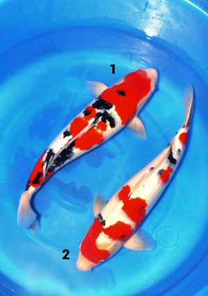 Ooya nisai sanke femelle