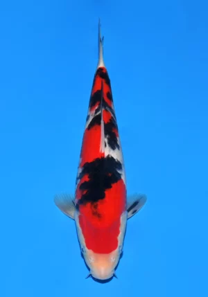 Sakai jumbo tosai SANKE 3