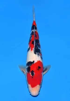 Sakai jumbo tosai SANKE 4