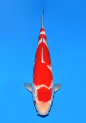 Sakai jumbo tosai kohaku 10