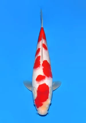 Sakai jumbo tosai kohaku 11