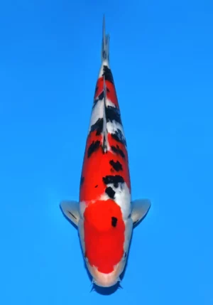 Sakai jumbo tosai sanke 12