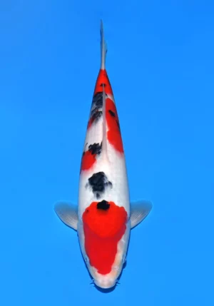 Sakai jumbo tosai sanke 6