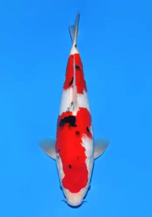 Sakai jumbo tosai sanke 8