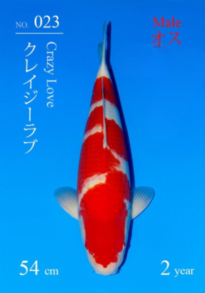 Sakai nisai kohaku 54 cm