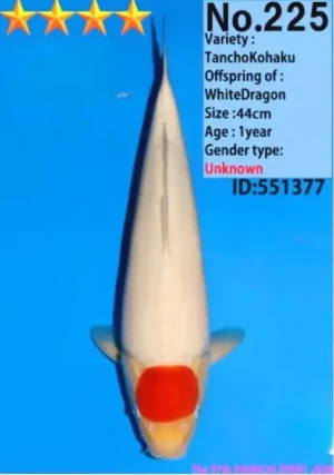 Dainichi jumbo tosai tancho 44 cm