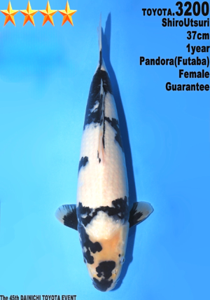 Dainichi-shiro-3200-jumbo-tosai