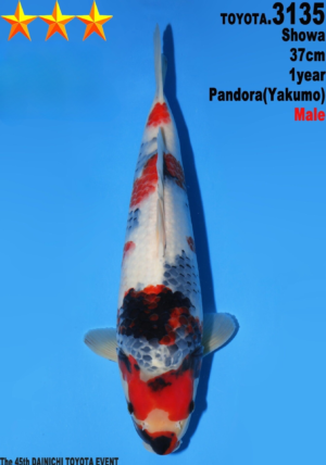 Dainichi showa 3135 mâle