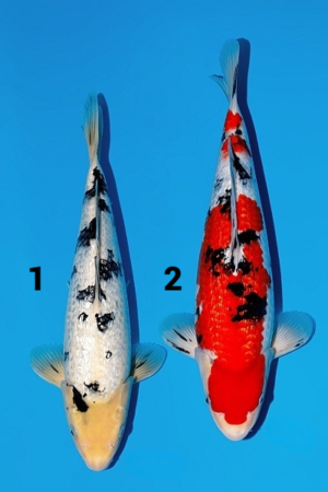 Momotaro ginrin sanke ginrin beko