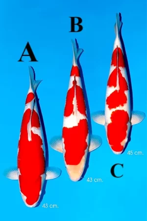 Momotaro jumbo tosai 40 45