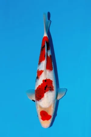 Momotaro jumbo tosai goromo showa