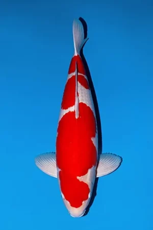 Momotaro yonsai kohaku 71 cm