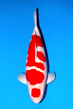 Momotaro yonsai kohaku 74 cm