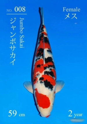 Sakai fish farm nisai sanke