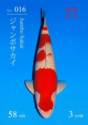 Sakai sansai kohaku mâle