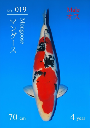 Sakai yonsai sanke 70 cm