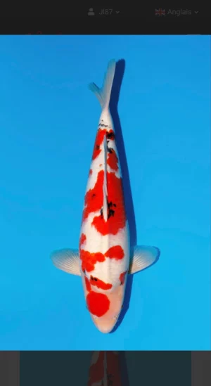 Momotaro jumbo tosai sanke 1