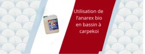 l'acide lactique en bassin à carpe koi