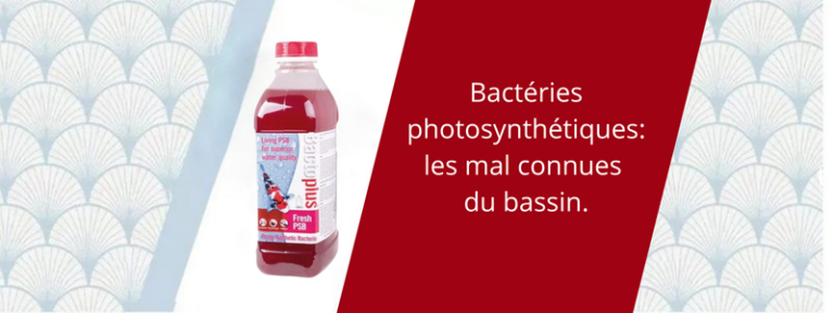 Bactéries photosynthétiques les mal connues du bassin