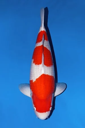 Momotaro kohaku nisai