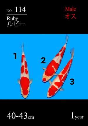 Sakai jumbo tosai kohaku 114