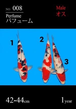 Sakai jumbo tosai sanke 08