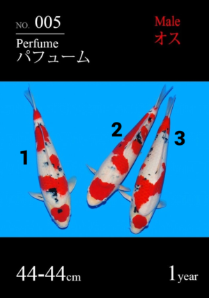 Sakai jumbo tosai sanke 5